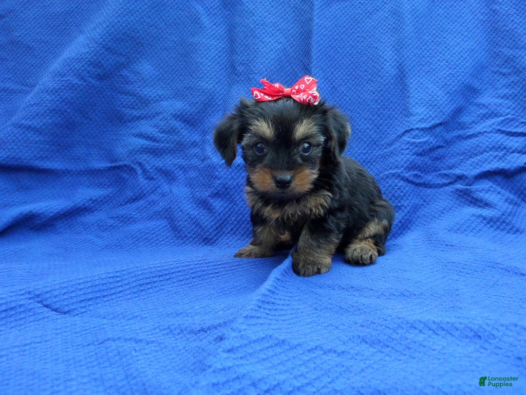 Yorkshire Terrier dogs Charlie  - Ad 22