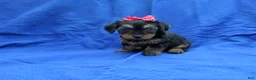 Yorkshire Terrier dogs for sale: Charlie  - Ad 1