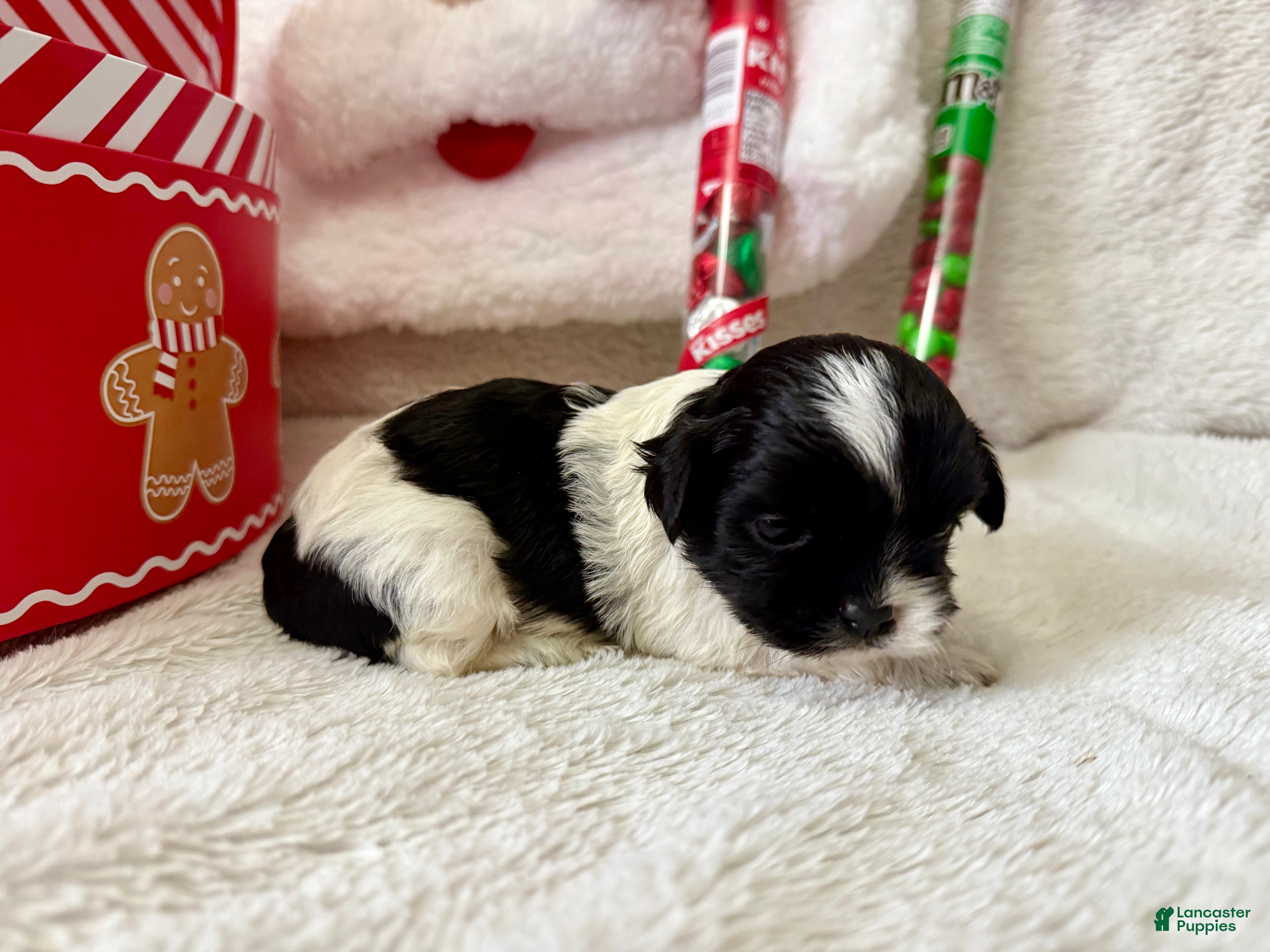 Shihpoo dogs Boq  - Ad 31