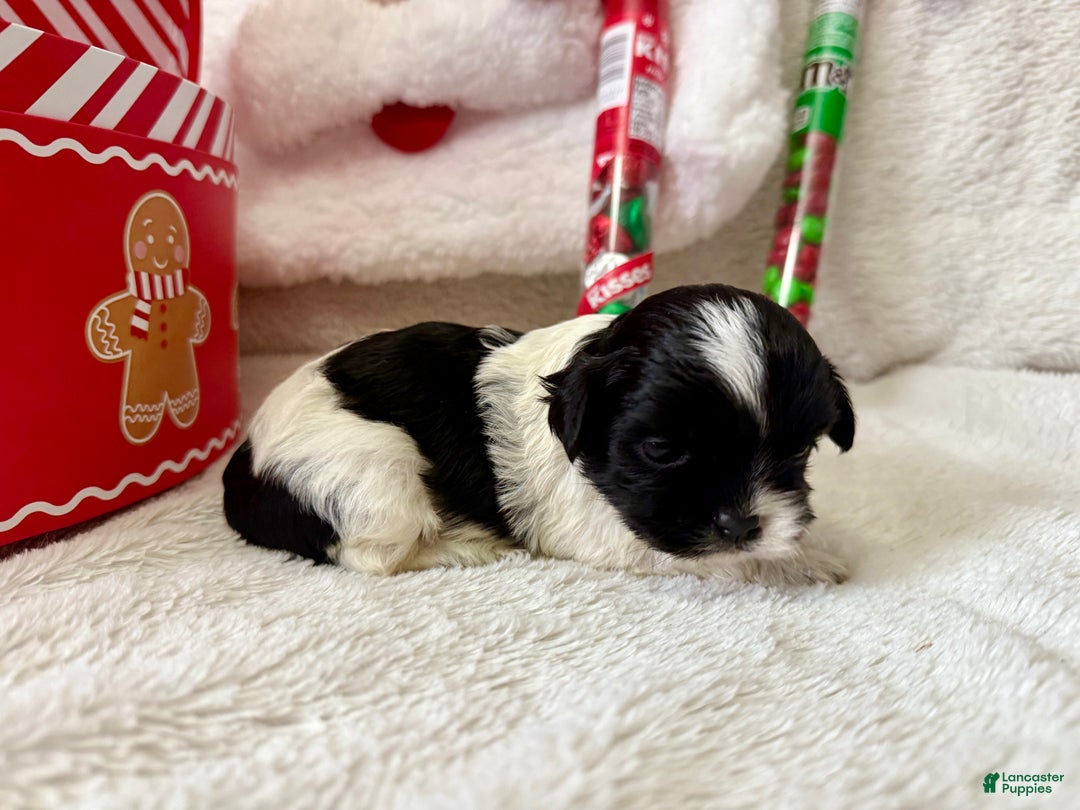 Shihpoo dogs for sale: Boq  - Ad 1