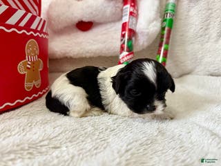 Shihpoo dogs Boq - Ad 31