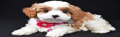 Bessie