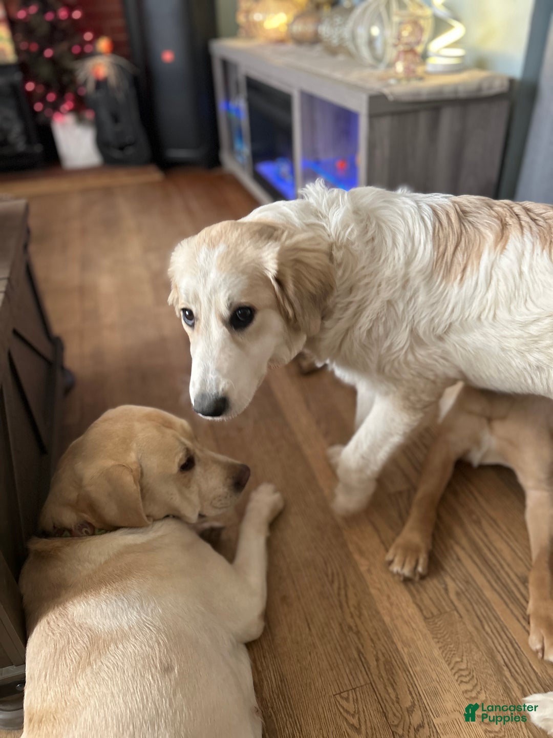 Mixed Breed dogs for sale: Hannah - Ad 2