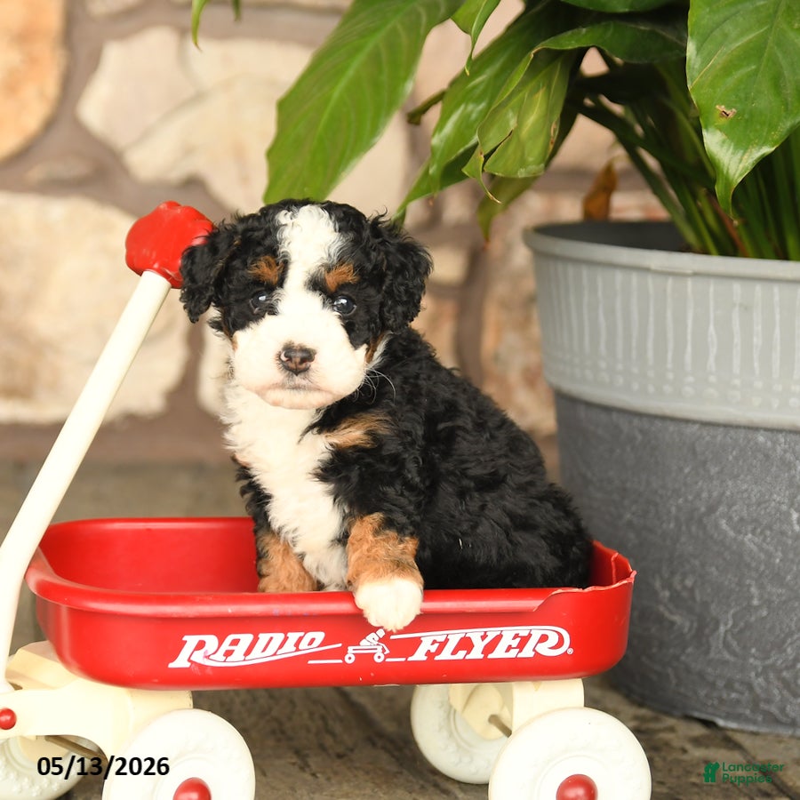 Mini Bernedoodle dogs Bobby - Ad 1