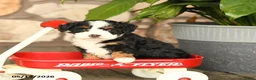 Mini Bernedoodle dogs for sale: Bobby - Ad 1