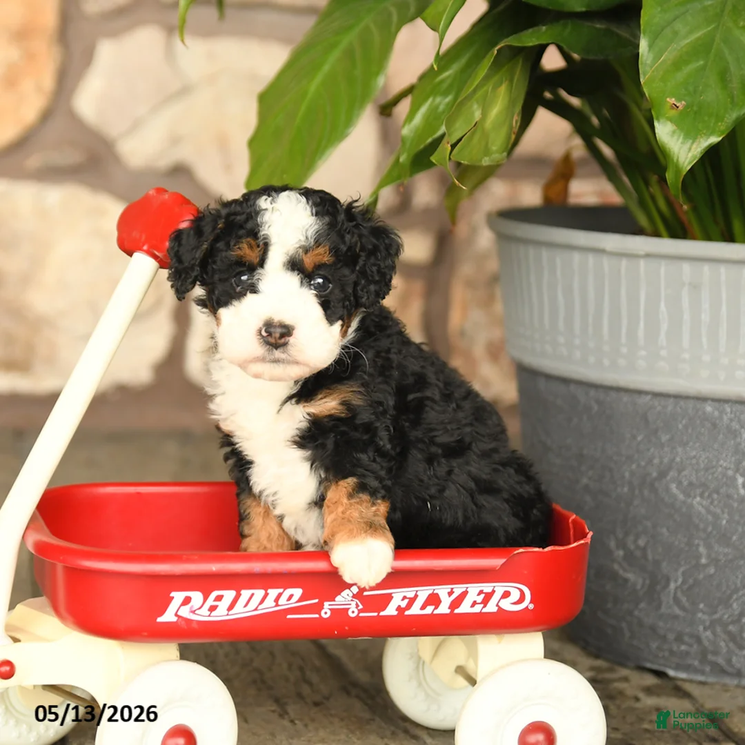 Mini Bernedoodle dogs for sale: Bobby - Ad 1