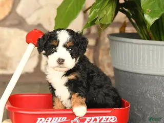 Mini Bernedoodle dogs for sale: Bobby - Ad 3