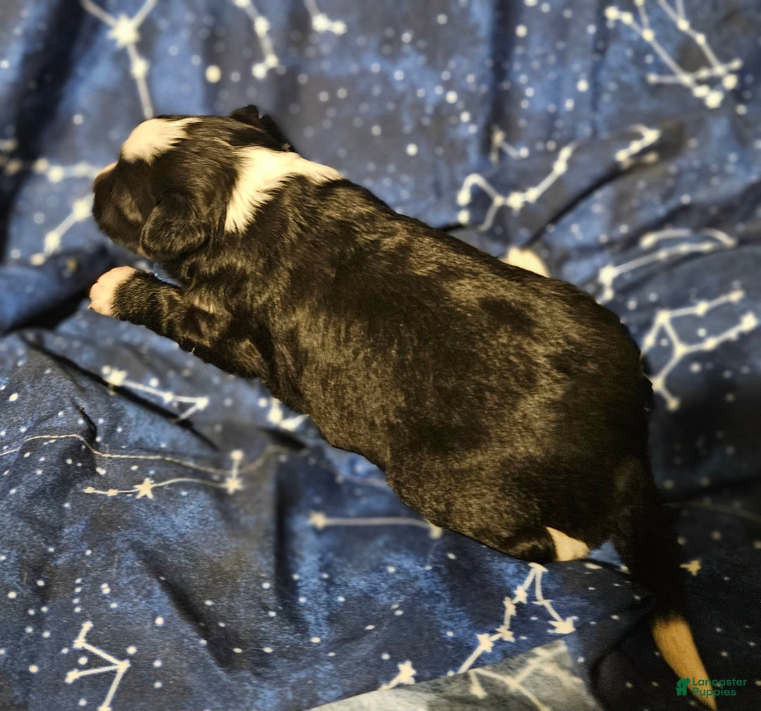 Border Collie dogs for sale: Kumba (Call-Text) - Ad 9