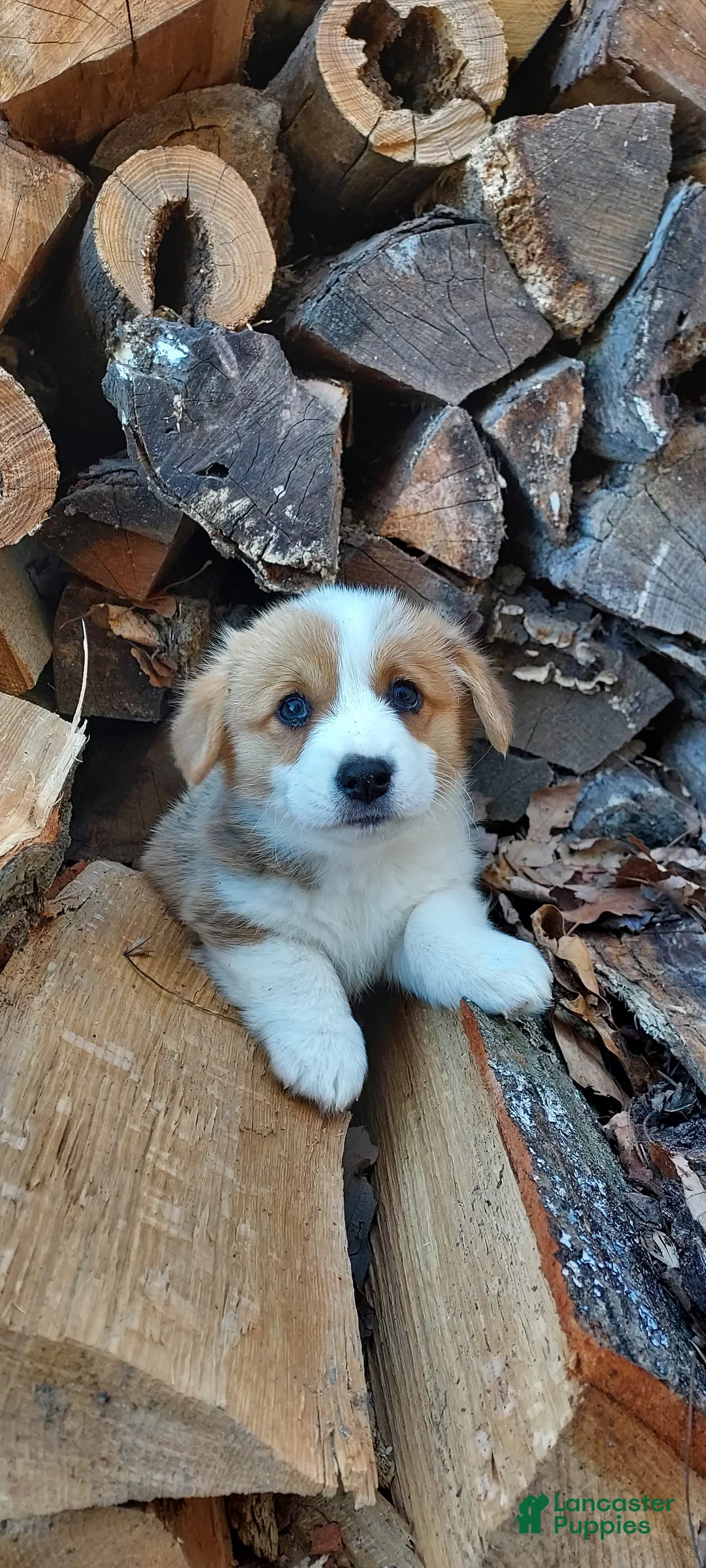 Welsh Corgi Pembroke dogs for sale: Welsh Corgi Pembroke Puppy 7 - Ad 1