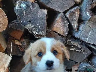 Welsh Corgi Pembroke dogs for sale: Betsy - Ad 4