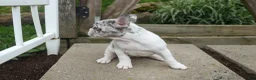 French Bulldog dogs for sale: Amelia (Merle & White) 💙🤍 - Ad 5