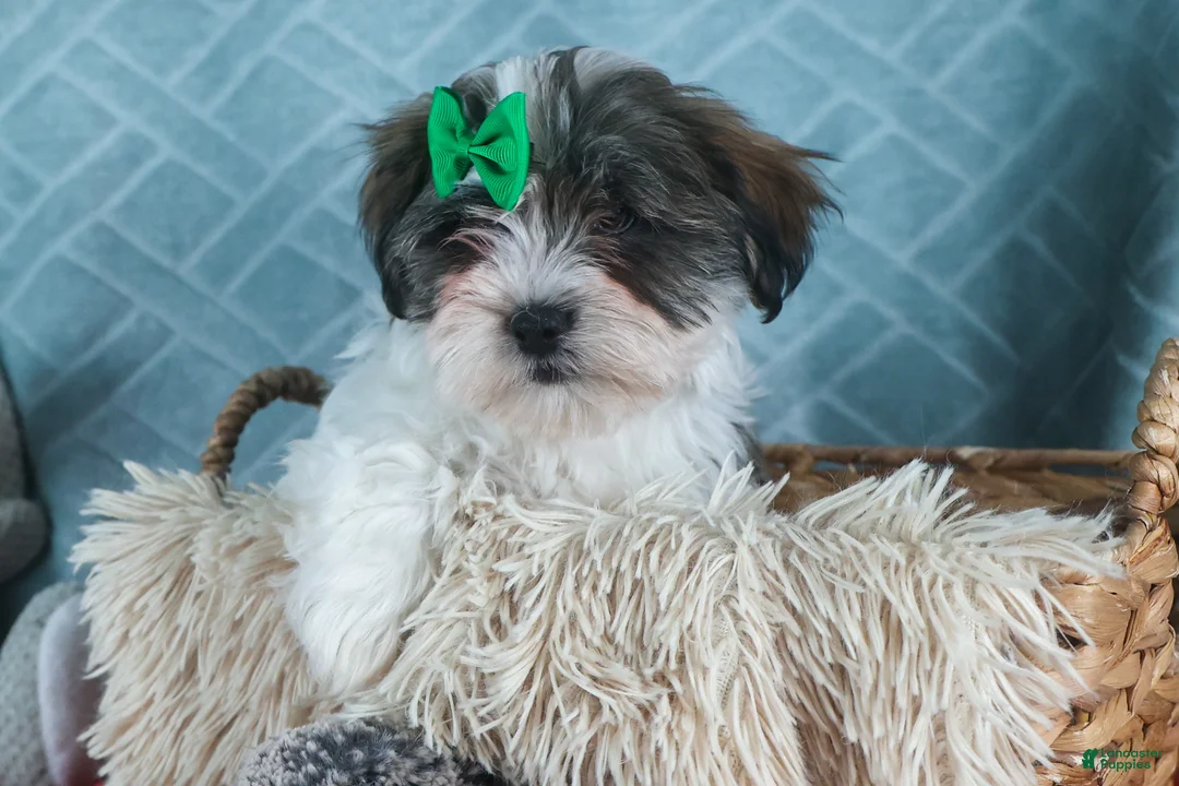 Teddy Bear dogs for sale: GUNNER - Ad 12