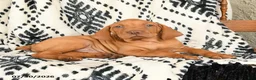 Vizsla dogs for sale: Kodiak - Ad 3