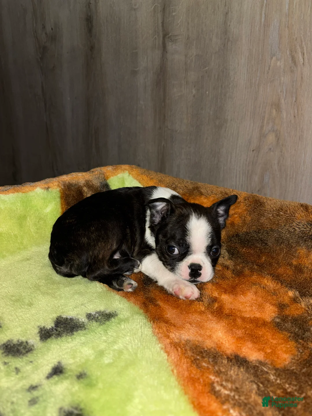 Boston Terrier dogs for sale: Ecco - Ad 3