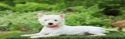 West Highland Terrier dogs for sale: Teddy - Ad 4