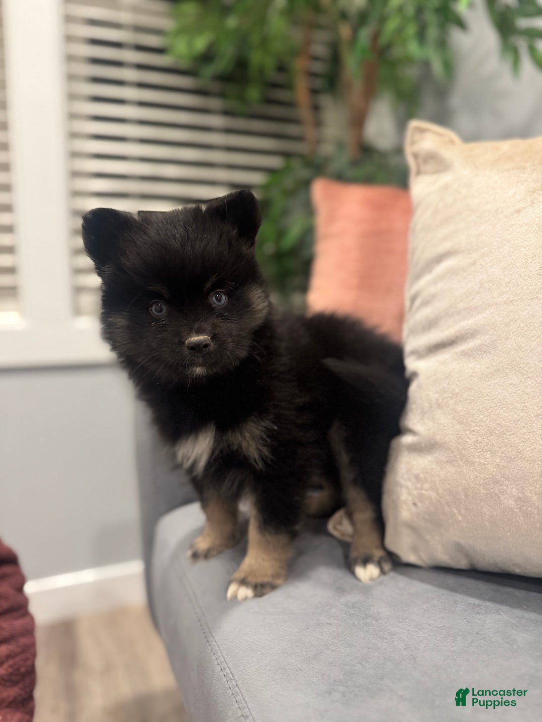 Pomsky dogs for sale: Zeus - Ad 2