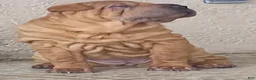 Shar Pei dogs for sale: Sweet Fluffy Boy - Ad 6