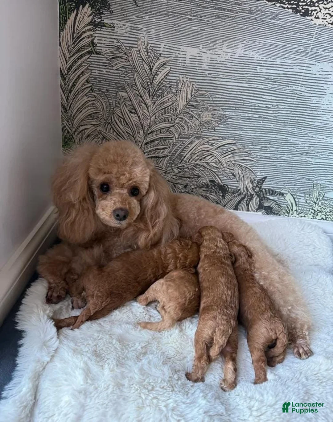 Toy Poodle dogs for sale: Ruby - Ad 2