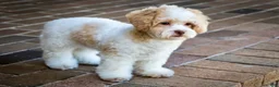 Shihpoo dogs for sale: Sullivan - Ad 8
