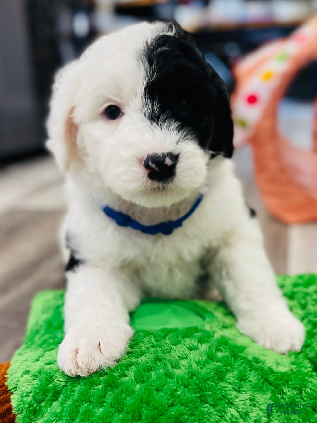 Sheepadoodle dogs for sale: Sheepadoodle Puppy 1 - Ad 6