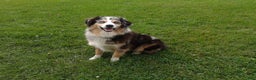 Miniature Australian Shepherd dogs for sale: Dustin - Ad 11