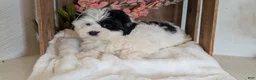 Teddy Bear dogs for sale: Gemma - Ad 6