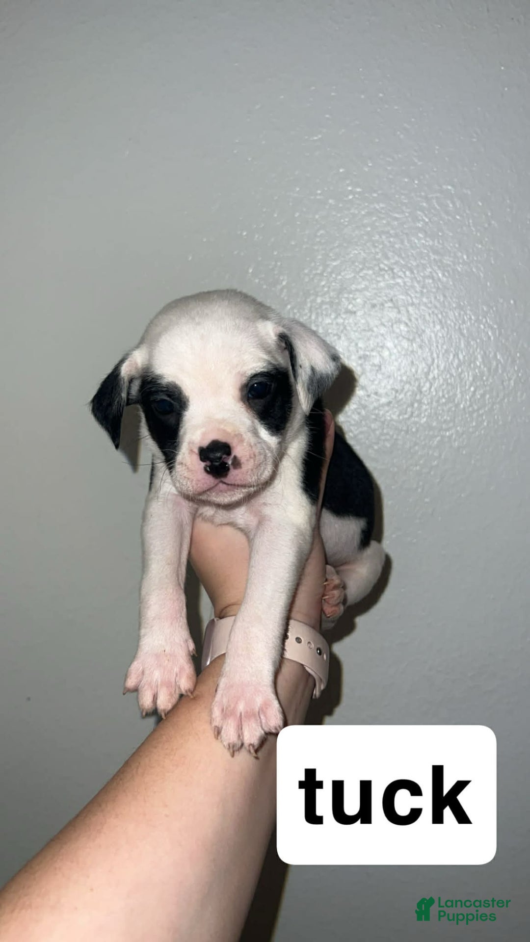 Mixed Breed dogs for sale: Mixed Breed Puppy 4 - Ad 4