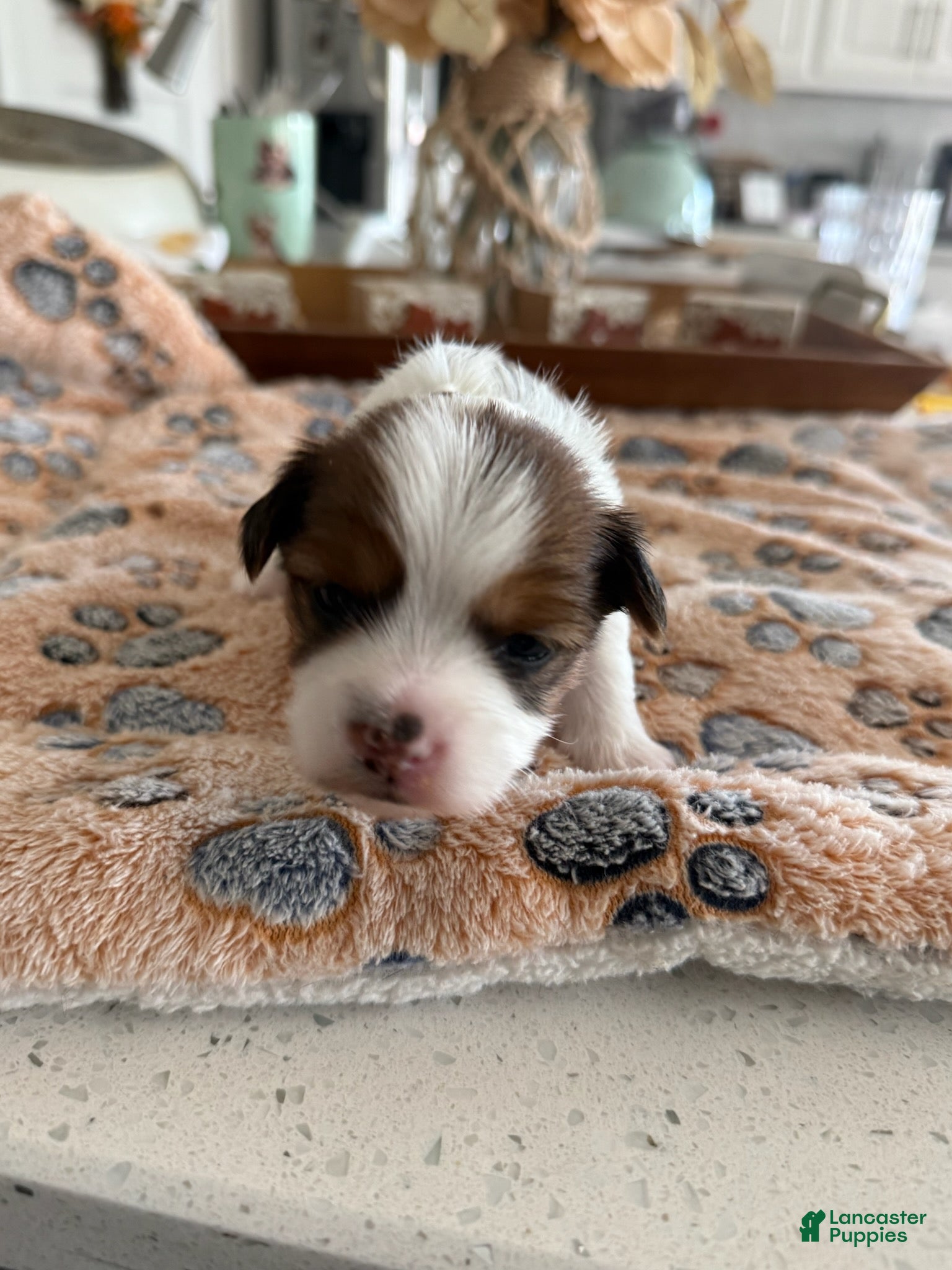 Yorkshire Terrier dogs for sale: Boy 2 - Ad 6