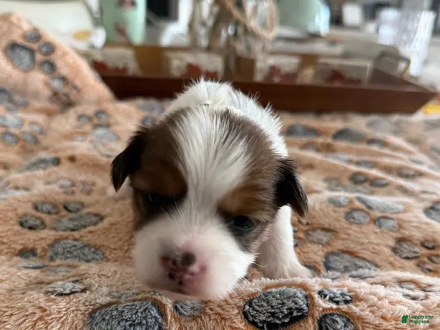 Yorkshire Terrier dogs for sale: Boy 2 - Ad 6