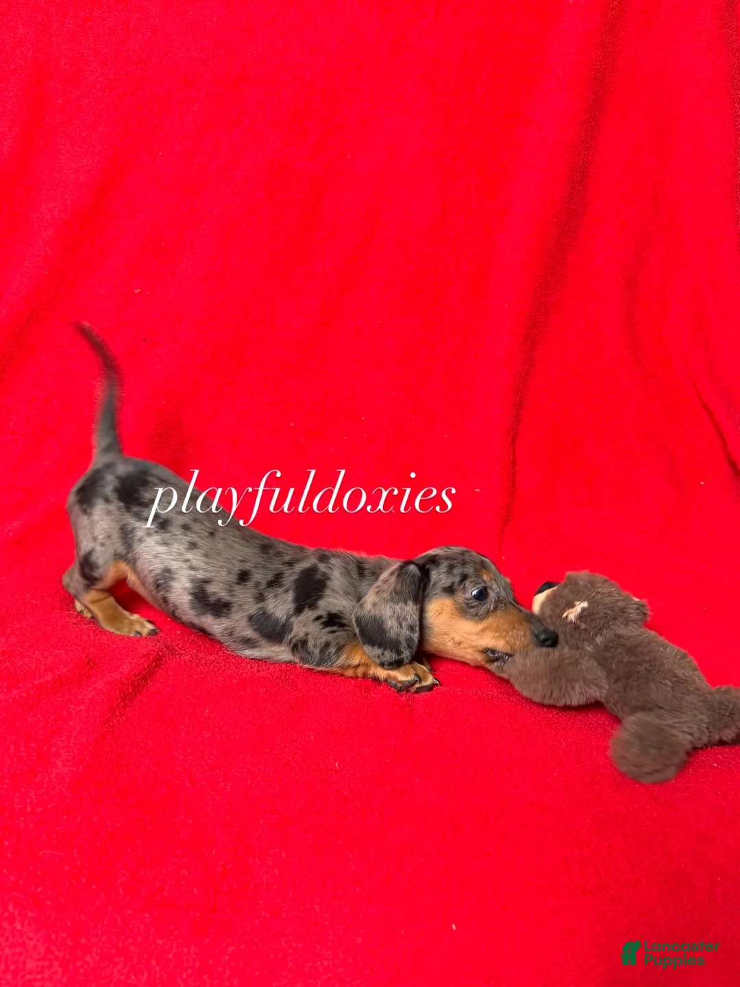 Miniature Dachshund dogs for sale: AKC dapple girl  - Ad 3