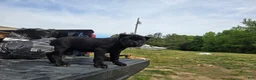 Cane Corso dogs for sale: Purple - Ad 2