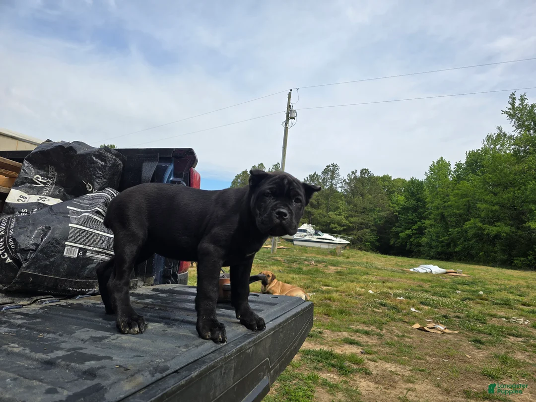 Cane Corso dogs for sale: Purple - Ad 2