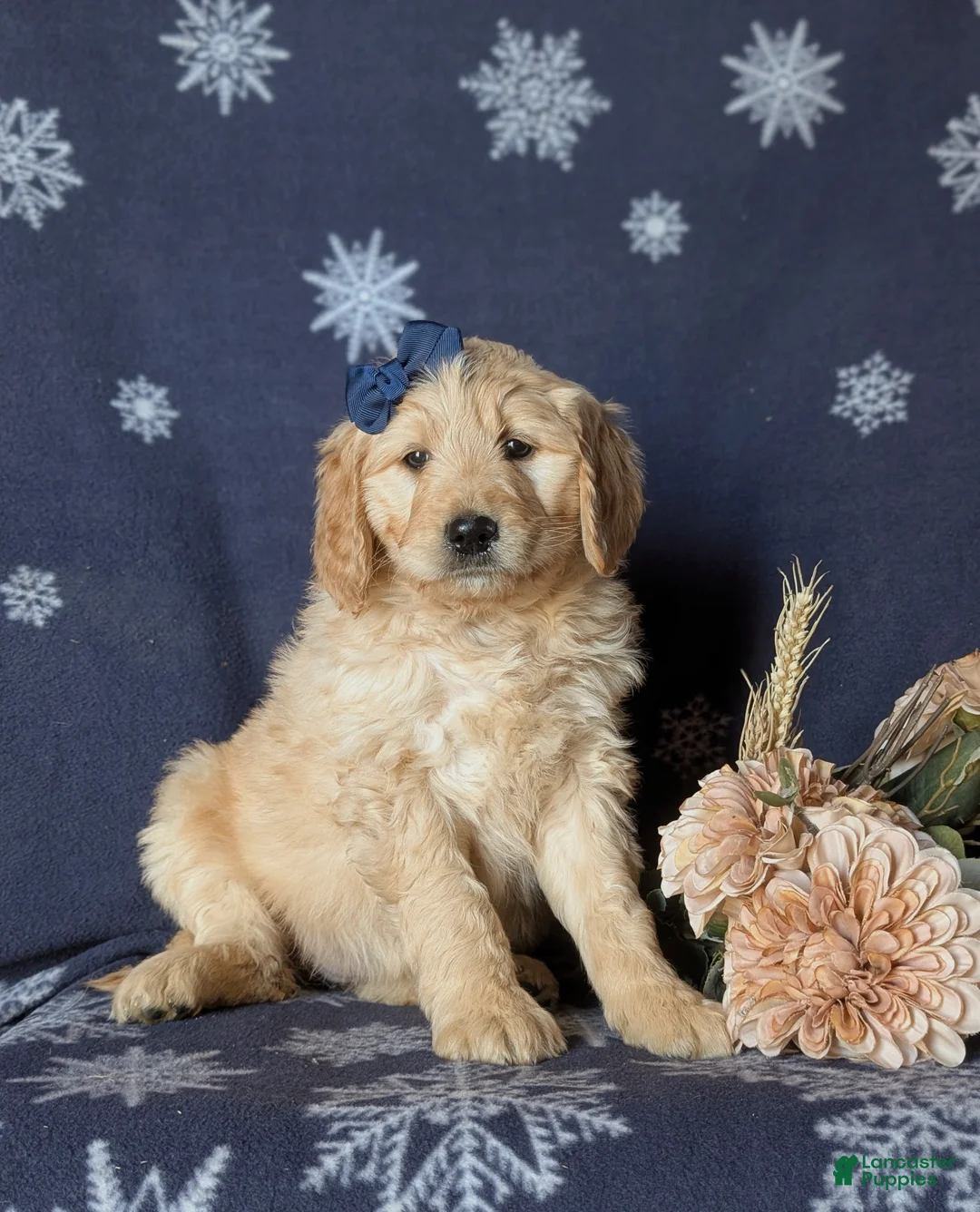 Goldendoodle dogs for sale: Faith Standard size Hypoallergenic - Ad 3