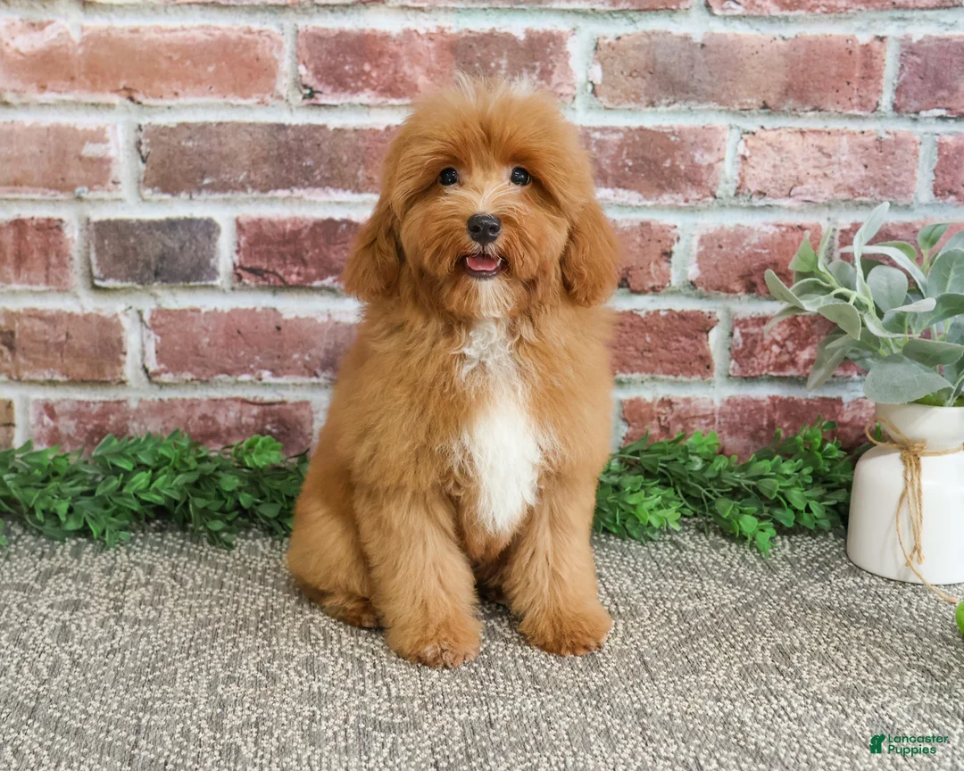 Cavapoo dogs for sale: Charles - Ad 2