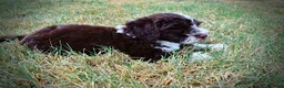 Havapoo dogs for sale: Katie - Ad 10