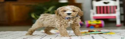 Mini Goldendoodle dogs for sale: Drake - Ad 3