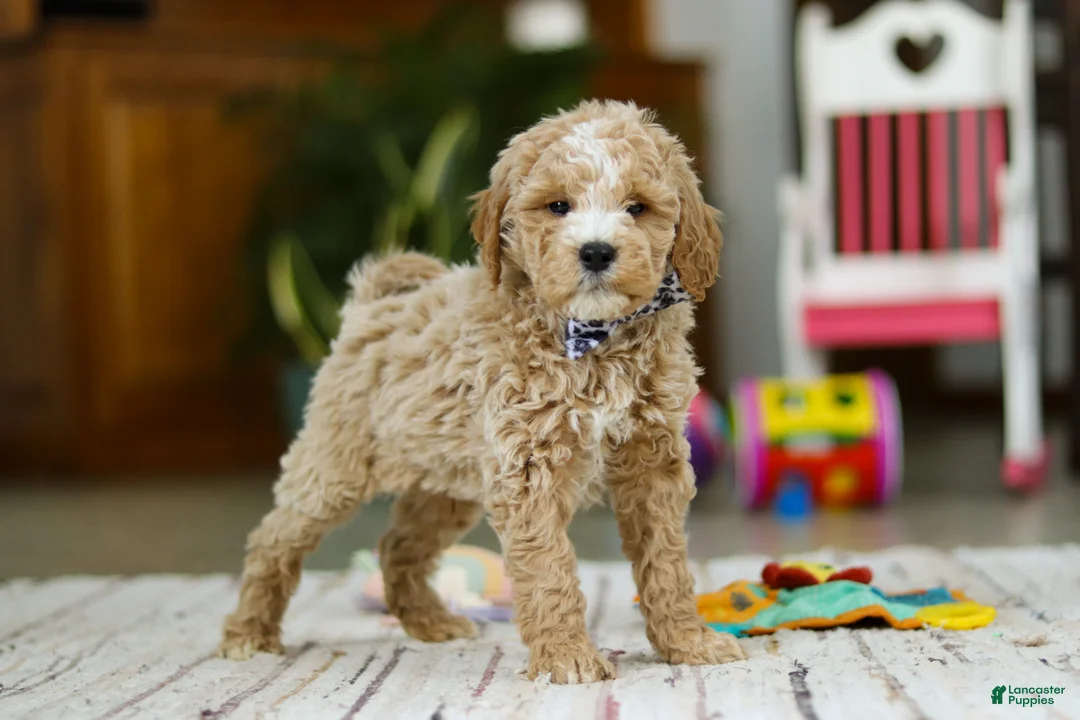 Mini Goldendoodle dogs for sale: Drake - Ad 3