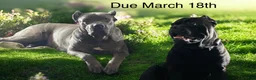 Cane Corso dogs for sale: Cane Corso yellow - Ad 2