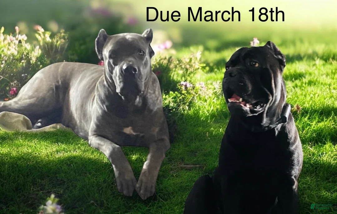 Cane Corso dogs for sale: Cane Corso yellow - Ad 2