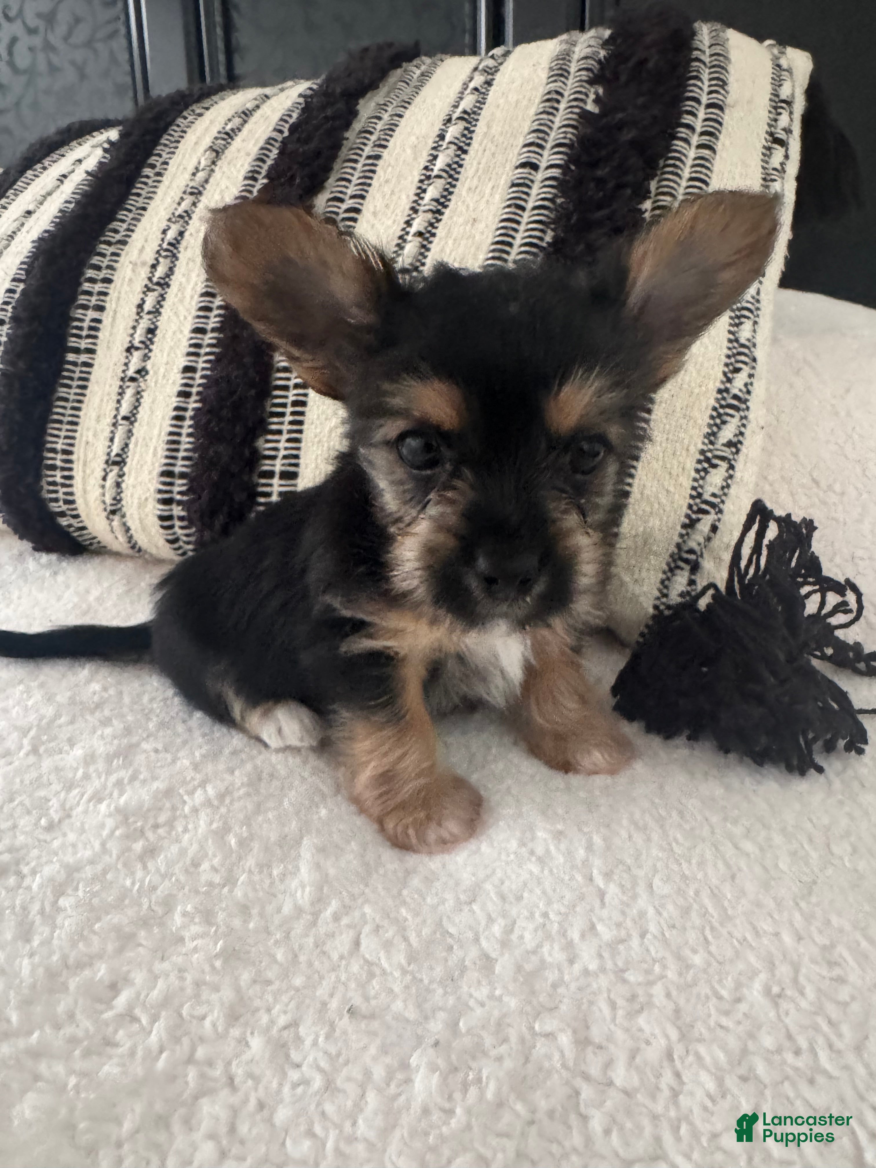 Chorkie dogs Chorkie Puppy 3 - Ad 17