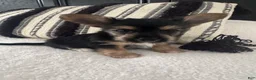 Chorkie dogs for sale: Chorkie Puppy 3 - Ad 1