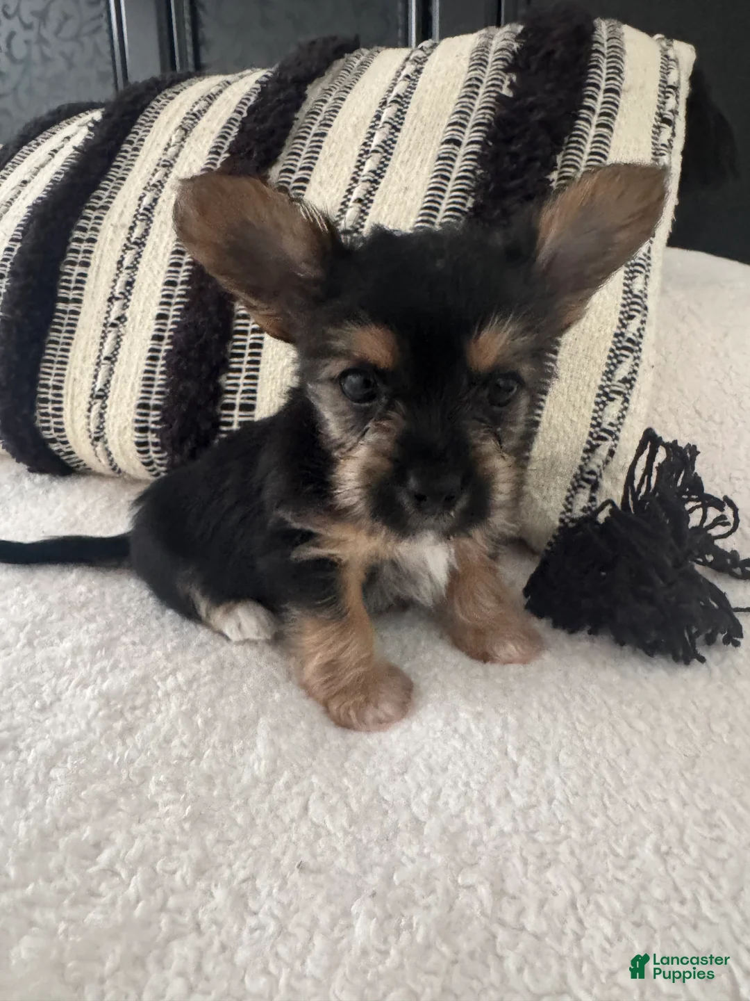 Chorkie dogs for sale: Chorkie Puppy 3 - Ad 1