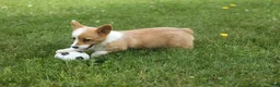 Welsh Corgi Pembroke dogs for sale: Dixie 🐶💖 - Ad 16