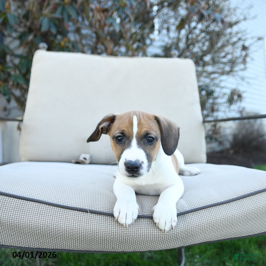 Jack Russell Terrier dogs Russell - Ad 1
