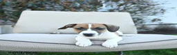 Jack Russell Terrier dogs for sale: Russell - Ad 1
