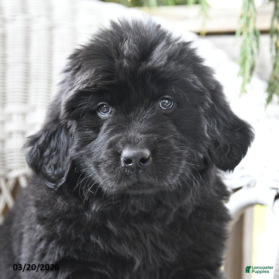 Newfoundland dogs Heidi - Ad 2