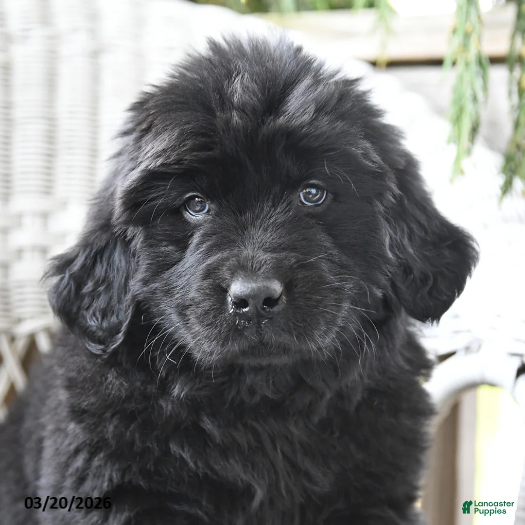 Newfoundland dogs for sale: Heidi - Ad 2