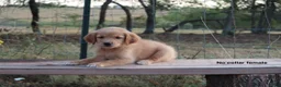 Golden Retriever dogs for sale: Lucia  - Ad 2