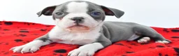 Boston Terrier dogs for sale: Ryder - Ad 7