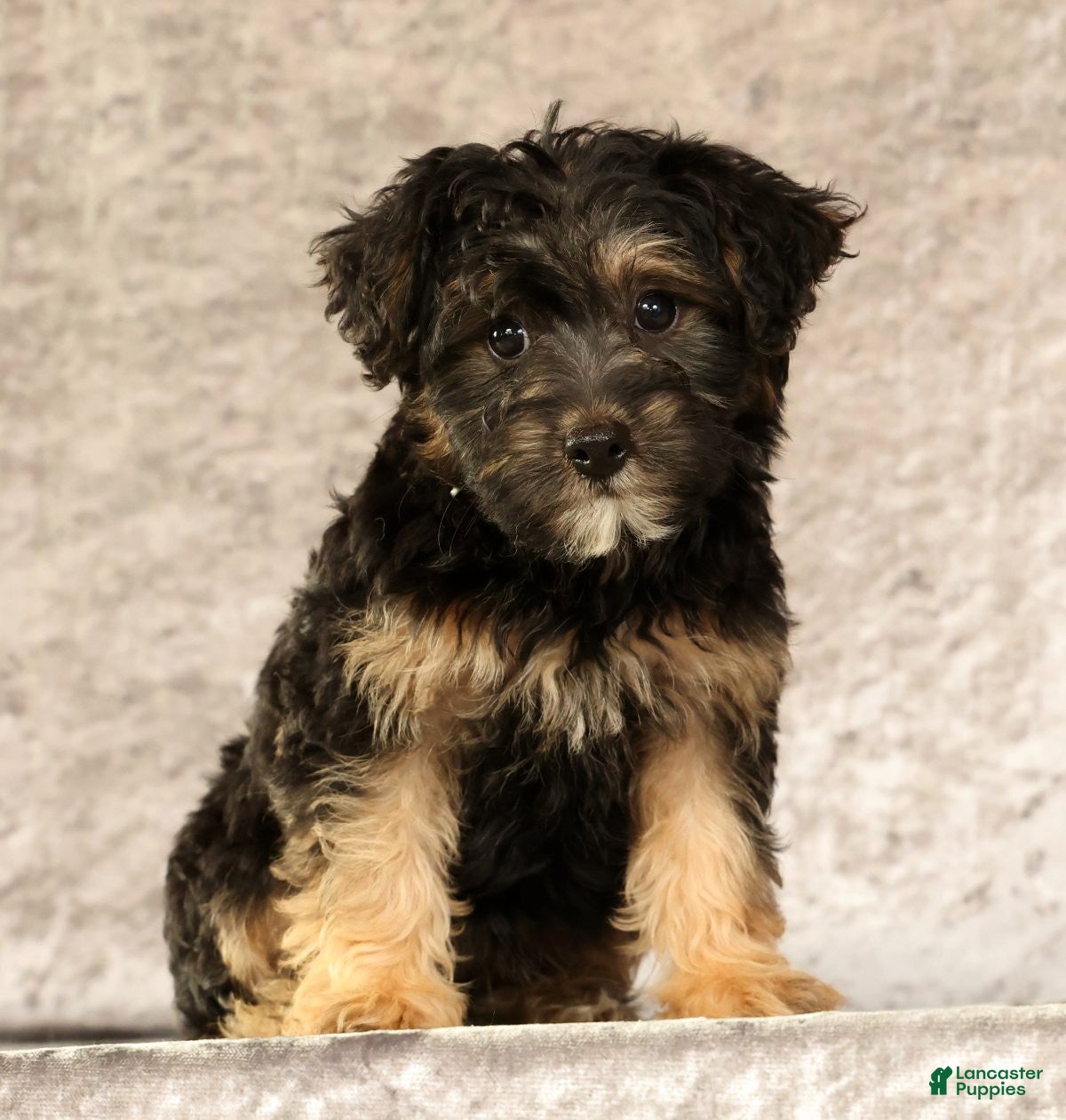 Yorkiepoo dogs Lonas - Ad 1